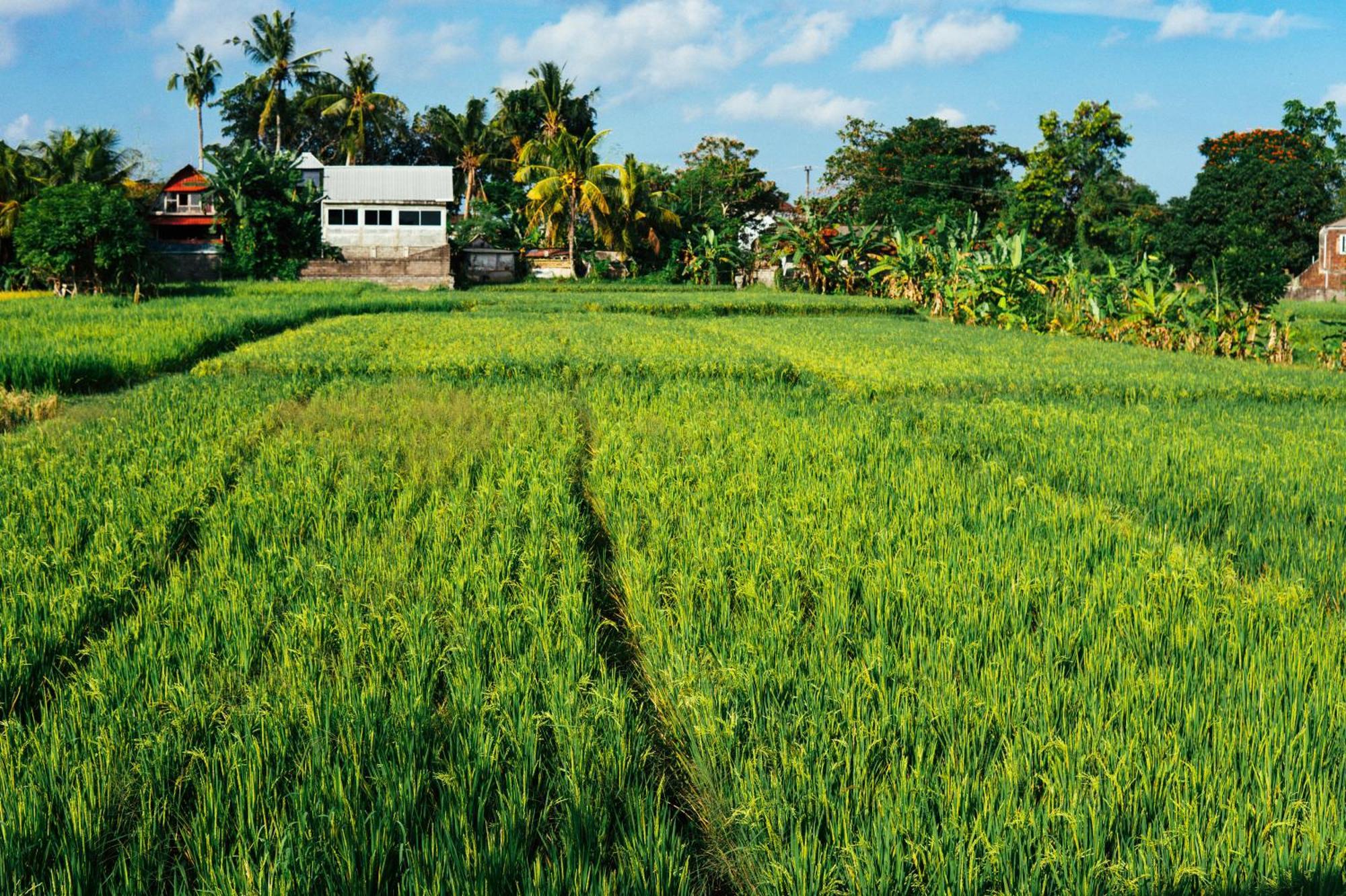 Tut Winten Villa Ubud Eksteriør billede